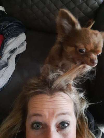 Die lustigsten Selfies mit Deinem Hund !-Beitrag-Bild