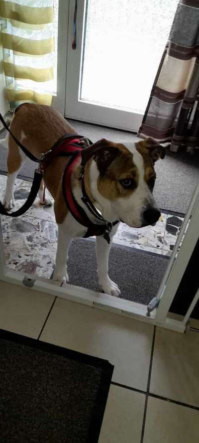 Gewicht American Bully-Beitrag-Bild