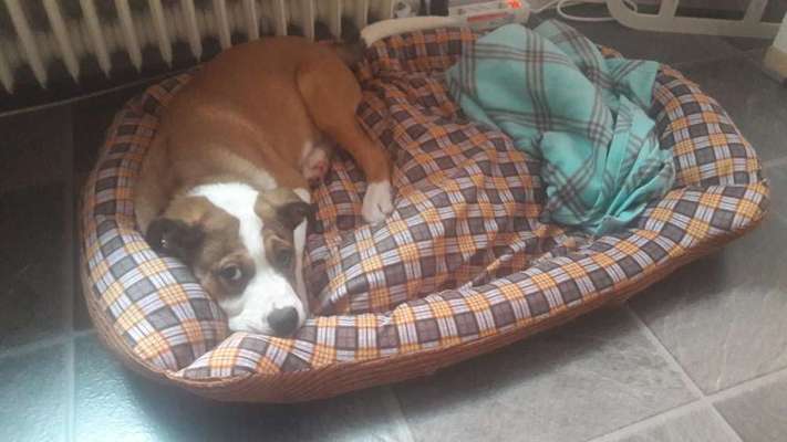 Welpe mit Vorbiss-Beitrag-Bild