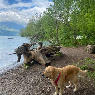 aktuelles Foto Gruppe Golden Retriever