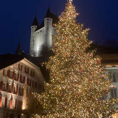 aktuelles Foto Gruppe Golden Retriever