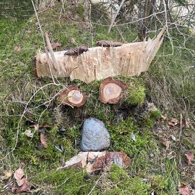 aktuelles Foto Gruppe Golden Retriever