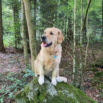 Sibylle's Profilbild