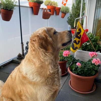 aktuelles Foto Gruppe Golden Retriever