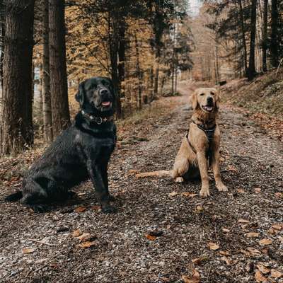 Hundetreffen-Gassirunden mit Trainings- & Spieleinheiten 🐾🦮-Bild