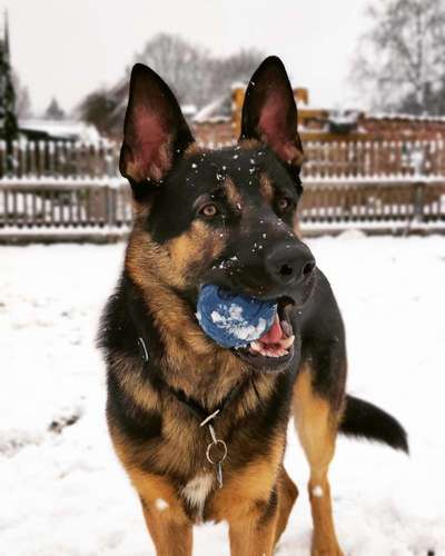 Dogorama Photo Challenge - Lieblingsspielzeug!-Beitrag-Bild