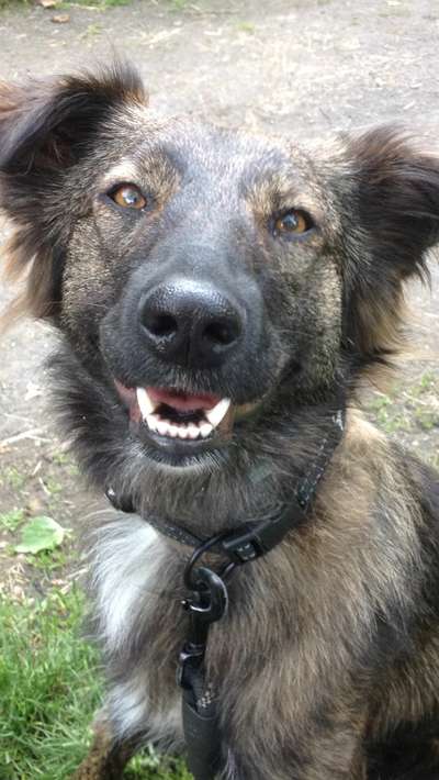 Dogorama Photo Challenge - Einmal lächeln bitte-Beitrag-Bild