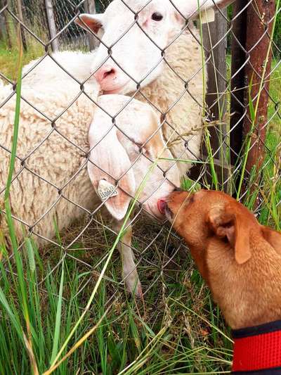 Bester Freund, Hundekumpel - zeigt her!-Beitrag-Bild