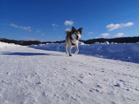Nordische Hunde-Beitrag-Bild