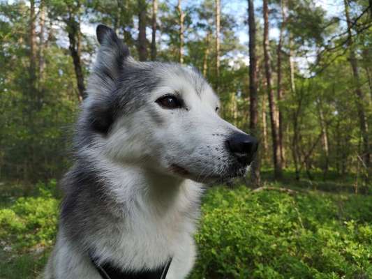 Husky-Beitrag-Bild