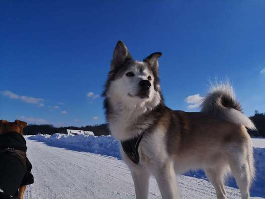 Nordische Hunde-Beitrag-Bild