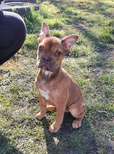 Olde English Bulldogge-Beitrag-Bild