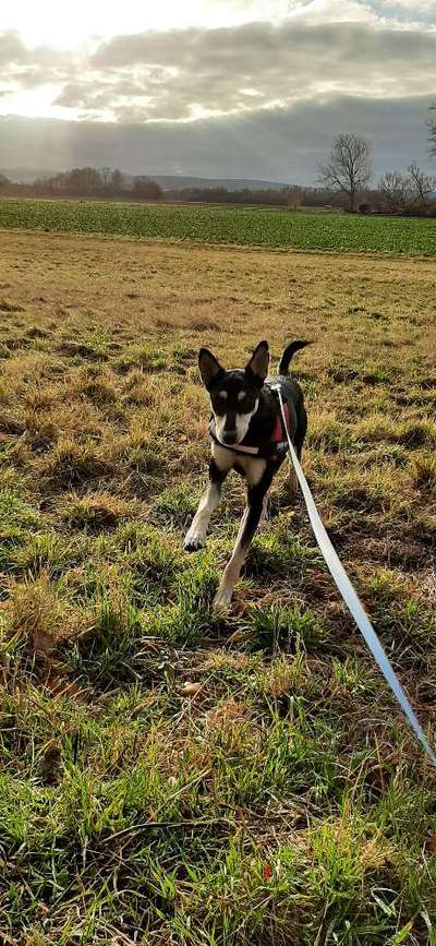 Fotochallenge 66 ~ Rennaction -Zeig deinen Hund im Lauf-Beitrag-Bild