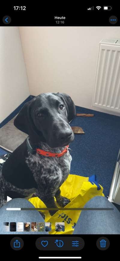 Hundetreffen-Übungs- und Spielpartner/in-Bild