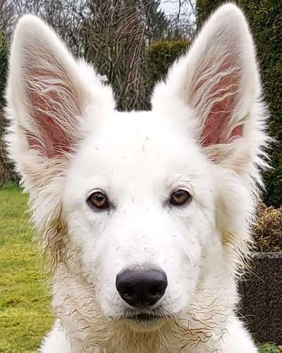 Zeigt mir doch mal eure Dreckspätze-Beitrag-Bild