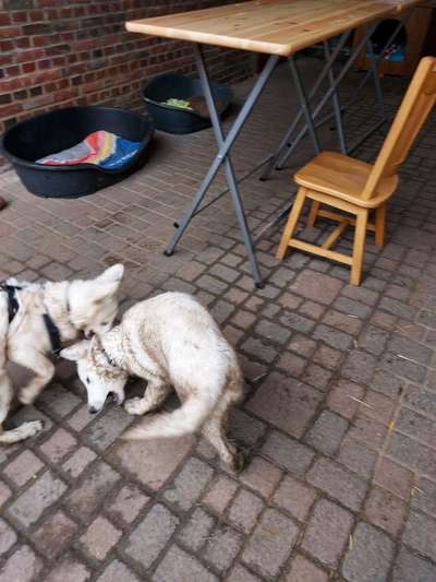 Zeigt mir doch mal eure Dreckspätze-Beitrag-Bild