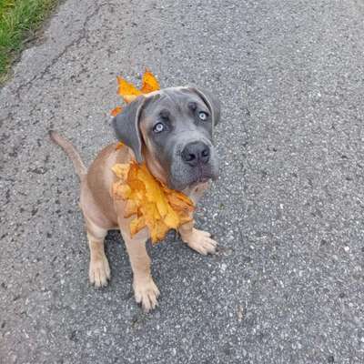 Hundetreffen-6monate alter Cane corso sucht Freunde-Bild