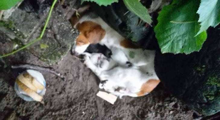 Hund aus Bulgarien ?-Beitrag-Bild