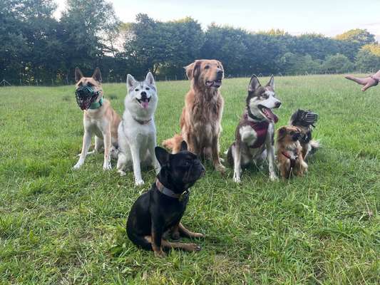 Hundetreffen-Hunde Runde-Bild