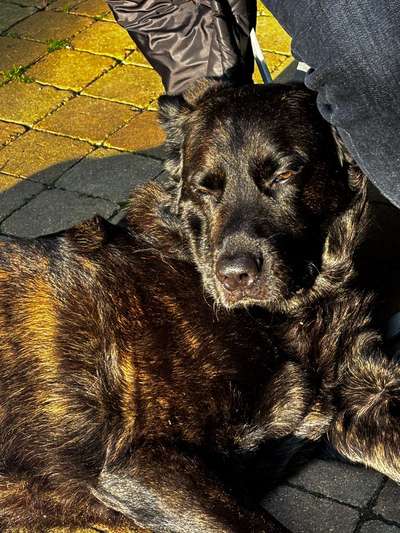 Hundetreffen-Gassi/Social Walk/Playdate😊-Bild