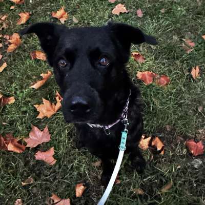 Hundetreffen-Gassi in Zehlendorf-Bild