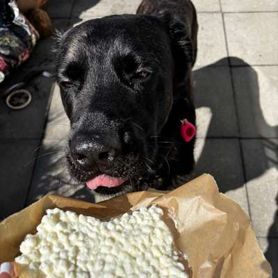 Hundetreffen-Gassi treffen ❤️-Bild