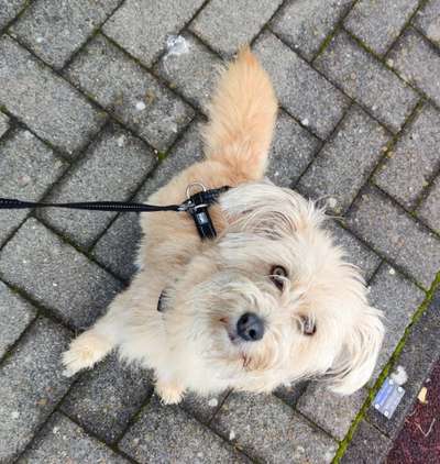 Die Dogorama Wochen Challenge-Beitrag-Bild