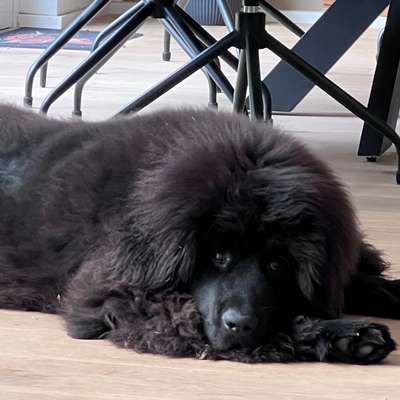 Hundetreffen-Spieltreffen-Bild
