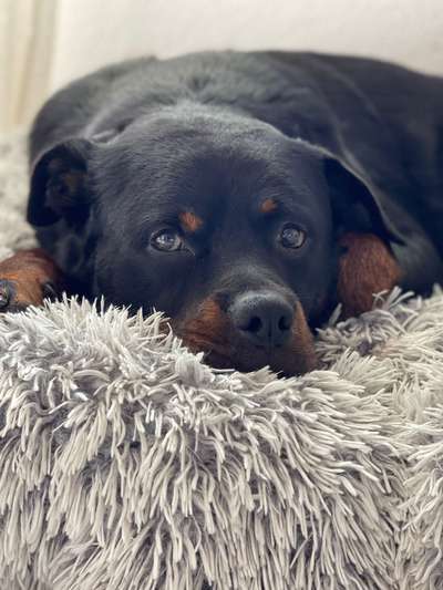 Unsere Fellnasen im Regenbogenland-Beitrag-Bild