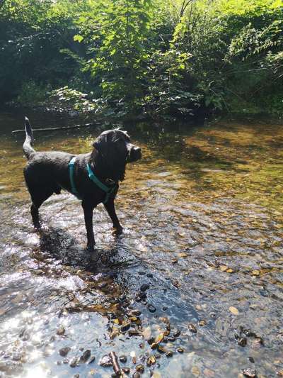 Dein Hund im Dogorama-Kalender 2021-Beitrag-Bild