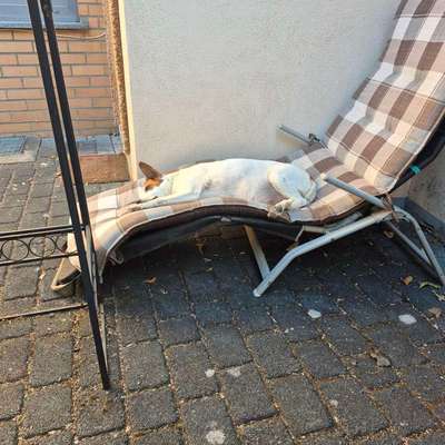Mein Hund trauert. Kann ein Zweithund helfen?-Beitrag-Bild