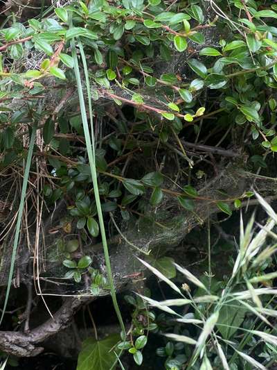 ⚠️🐛 Eichenprozessionsspinner – echte Gefahr für Hunde oder unnötige Panikmache?-Beitrag-Bild