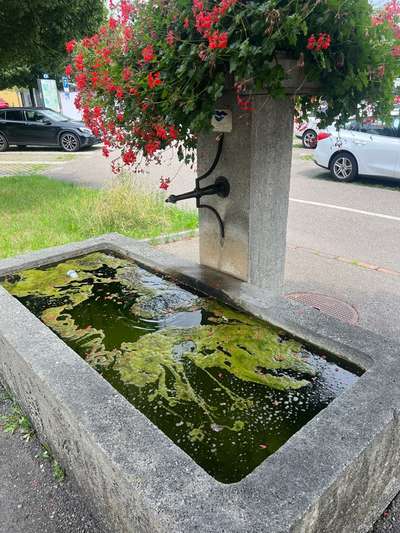 Giftköder-Verdacht auf Cyanobakterien-Bild