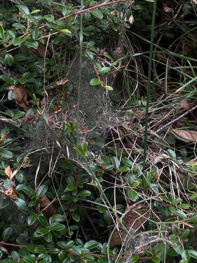 ⚠️🐛 Eichenprozessionsspinner – echte Gefahr für Hunde oder unnötige Panikmache?-Beitrag-Bild