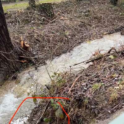 Giftköder-Evtl. verunreinigtes Wasser nach Regen-Bild