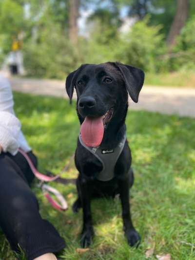 Labradorfans-Beitrag-Bild