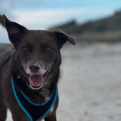 Hundetreffen-Wir üben noch … Lust mitzumachen? 😊-Bild