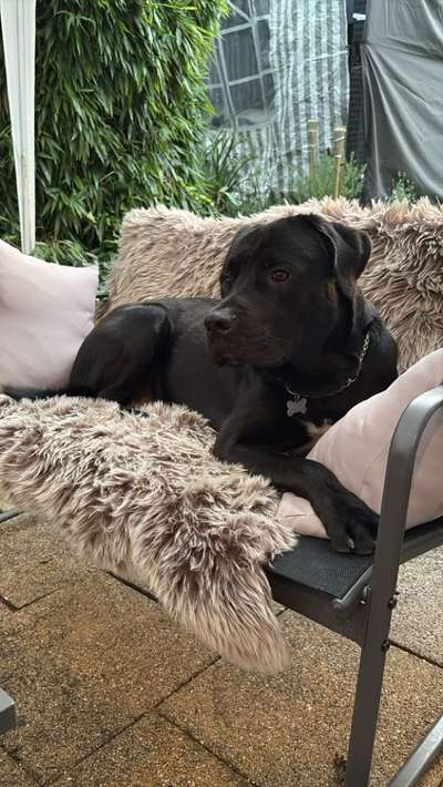 Hundetreffen-Hunderunde-Bild