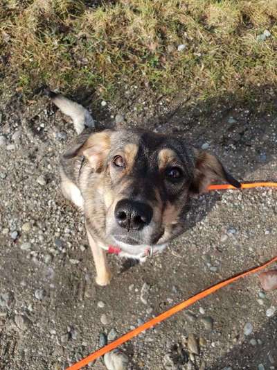 Hund/Welpen finden wo/wie-Beitrag-Bild