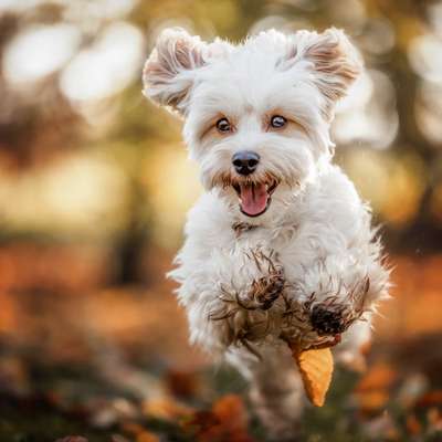 Hundetreffen-Suche Hundefreunde zum Spielen und für Spaziergängr-Bild