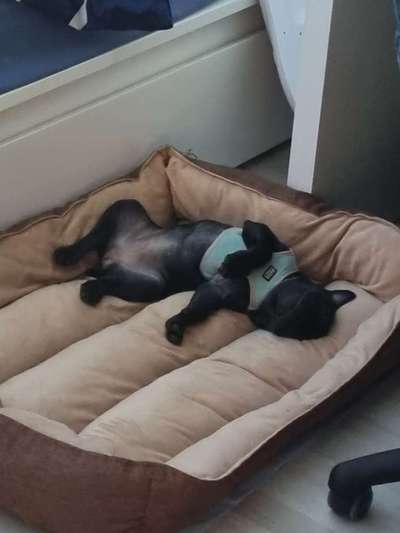 Darf der Hund bei Euch im Bett schlafen?-Beitrag-Bild