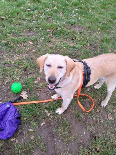 Hundetreffen-Hundebekanntschaften-Bild