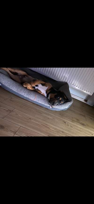 Tongue Out Tuesday-Beitrag-Bild