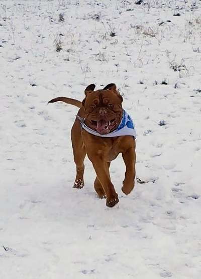 Bordeaux Dogge-Beitrag-Bild