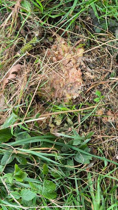 Giftköder-Giftköder-Bild