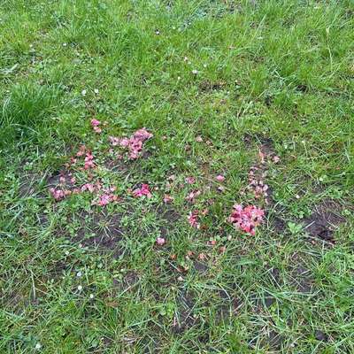 Giftköder-Möglicherweise Giftköder-Bild