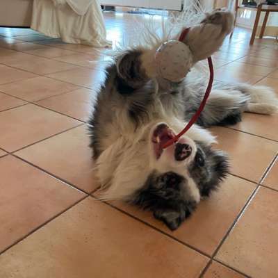 Hundetreffen-Gemeinsames Spielen und Spazieren-Bild