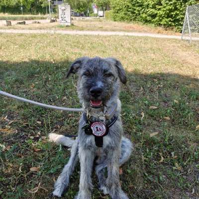 Hundetreffen-Spielkamerad/-in-Bild