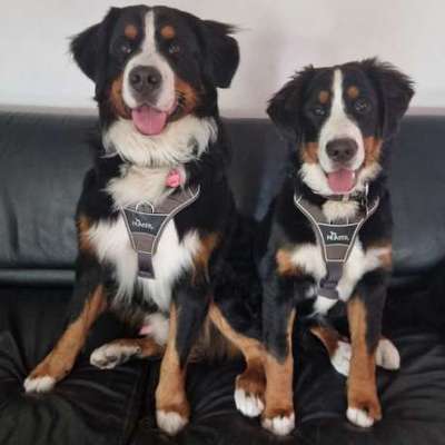 Hundetreffen-Berner Sennenhund und Freunde Treff-Bild