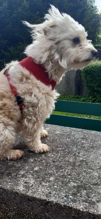 Die Dogorama Kalender Challenge Teil 3/4-Beitrag-Bild